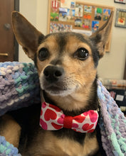 Load image into Gallery viewer, All Year Long Holiday Collar / Leash Bowtie Collection (large)