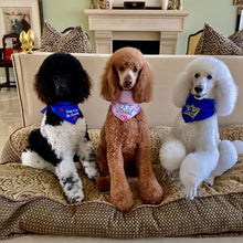 Load image into Gallery viewer, Poodle Drama King Dripping Dog Reversible Dog Bandana