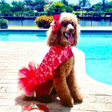 Load image into Gallery viewer, Too Cute to Hide Dripping Dog Coat with Tutu

