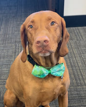 Load image into Gallery viewer, All Year Long Holiday Collar / Leash Bowtie Collection (large)
