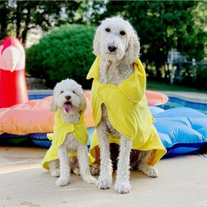Dogs in Dripping Dog Bathrobes After a Swim