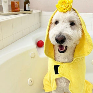 Dog in Yellow Dripping Dog® Bathrobe After a Bath