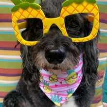 Load image into Gallery viewer, Ollie Wearing Be a Pineapple / Summer Treats Reversible Dog Bandana
